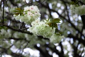 Ukon cereja flores balançando dentro a vento nublado dia fechar-se foto