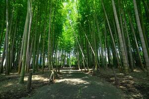 uma verde bambu floresta dentro Primavera ensolarado dia Largo tiro foto