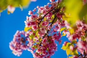 kawazu cereja flores dentro Primavera estação fechar acima foto