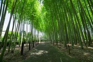 uma verde bambu floresta dentro Primavera ensolarado dia Largo tiro baixo ângulo foto