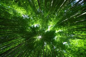 uma verde bambu floresta dentro Primavera ensolarado dia Largo e topo tiro foto