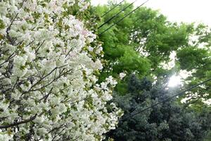 Ukon cereja flores balançando dentro a vento nublado dia foto