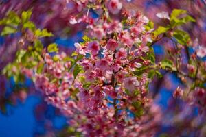 kawazu cereja flores swirly borrão dentro Primavera estação fechar acima foto