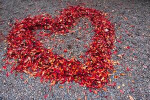 uma coração em forma cercado vermelho folhas em a terra dentro outono foto