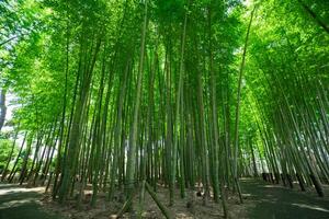 uma verde bambu floresta dentro Primavera ensolarado dia Largo tiro foto