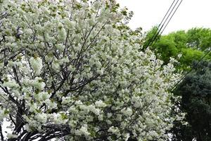 Ukon cereja flores balançando dentro a vento nublado dia foto