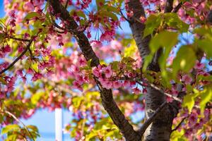 kawazu cereja flores dentro Primavera estação fechar acima foto