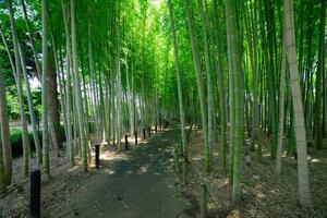 uma verde bambu floresta dentro Primavera ensolarado dia Largo tiro foto