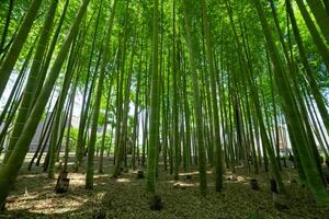 uma verde bambu floresta dentro Primavera ensolarado dia Largo tiro baixo ângulo foto