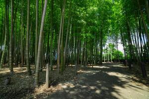 uma verde bambu floresta dentro Primavera ensolarado dia Largo tiro foto