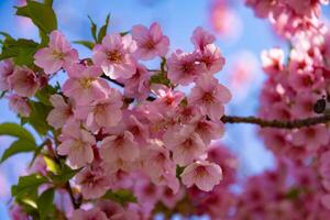 kawazu cereja flores dentro cheio flor às a parque fechar acima portátil foto