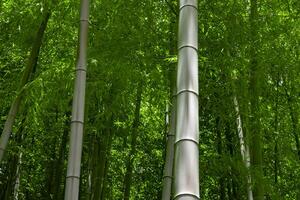 verde bambu folhas dentro japonês floresta dentro Primavera ensolarado dia foto