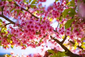 kawazu cereja flores dentro Primavera estação fechar acima foto