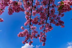 kawazu cereja flores dentro cheio flor às a parque grandes tiro foto