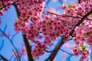 kawazu cereja flores dentro cheio flor às a parque fechar acima portátil foto