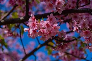 kawazu cereja flores dentro cheio flor às a parque fechar acima portátil foto