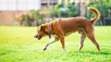 passeio de animal de estimação na grama para exercício. cachorro marrom usando uma coleira. foto