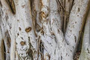 grande textura de árvore tropical ficus em um parque cancun méxico. foto