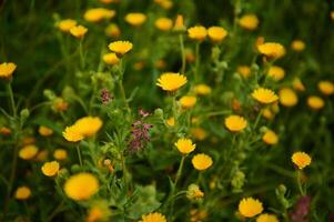 floral fundo com calêndula flores dentro a campo dentro a Prado dentro montanhas. natureza fundo. ervas remédio foto