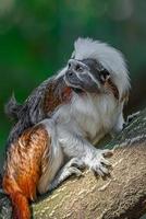 retrato de macaco sagüi geoffroy engraçado e colorido das selvas amazônicas do Brasil, adulto, masculino. foto