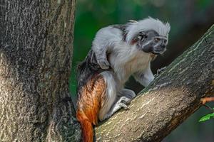 retrato de macaco sagüi geoffroy engraçado e colorido das selvas amazônicas do Brasil, adulto, masculino. foto