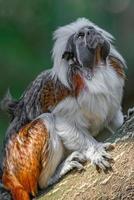 retrato de macaco sagüi geoffroy engraçado e colorido das selvas amazônicas do Brasil, adulto, masculino. foto