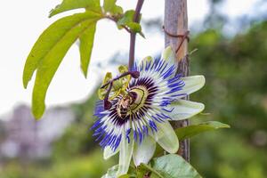 uma fechar acima do a paixão flor e abelha, uma único flor floresce para uma poucos dias. passiflora foto