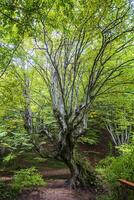 bela árvore velha grande com folhas verdes na floresta. visão vertical foto