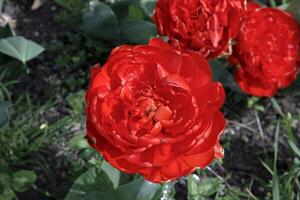 grande florescendo vermelho tulipas dentro a jardim. foto