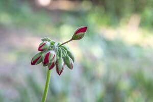 lindo Visão às pelargônio ou gerânio flor, uma grupo do vermelho brotos fechar acima foto