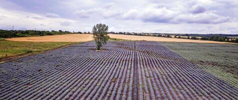 aéreo panorama do florescendo lavanda Campos com a sozinho árvore em uma nublado dia foto