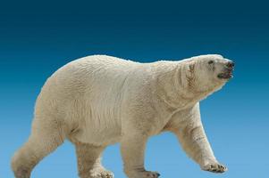 enorme urso polar molhado isolado no fundo gradiente do céu azul durante o pôr do sol, adulto, macho, closeup, detalhes foto