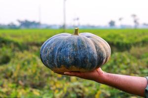 abóbora dentro mão em a fundo do a campo. seletivo foco. foto