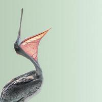 rindo lindo pelicano dálmata com bico largo aberto isolado em fundo verde gradiente, américa do sul, chile, detalhes, closeup