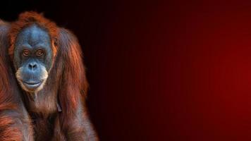 banner com o retrato de um orangotango de sumatra asiático colorido engraçado em um fundo gradiente avermelhado com espaço de cópia para texto, adulto, detalhes foto