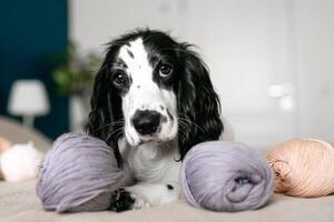 curioso spaniel cachorro explora de lã tópicos no meio hora de dormir Diversão foto