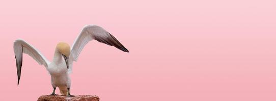 banner com um único pássaro gannet do Atlântico Norte bonito com asas abertas no fundo do sol vermelho, rosa ou rosado com espaço de cópia para texto, close up, detalhes. conceito de amor e glamour. foto