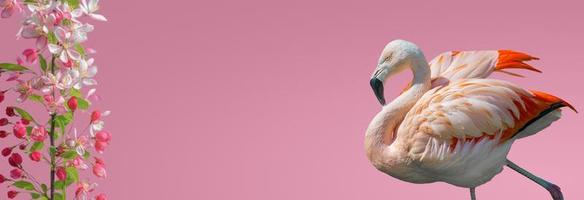 banner com lindo flamingo rosado, ramo de cereja como flores de sukura em flor em gradiente rosa claro ou fundo rosado com espaço de cópia para texto, closeup, detalhes. conceito de amor e glamour. foto