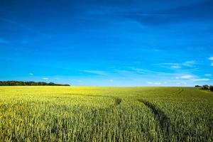 vista panorâmica sobre a bela paisagem agrícola de safras de trigo no final da primavera com céu azul profundo em dia ensolarado com interação de luz e sombra. foto