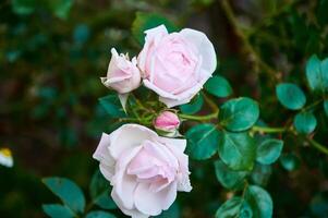 Rosa rosa fechar-se dentro verão dentro a jardim. lindo floral fundo. dia dos namorados dia e feriados. amor e ternura foto