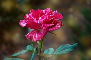 variegado listrado Rosa rosa fechar-se dentro a jardim. beleza e ternura, feriado. natureza foto