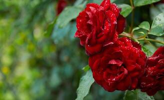 vermelho rosas com pingos de chuva dentro a jardim. ensolarado verão dia depois de chuva. foto