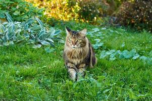 lindo maine coon gato caminhando dentro natureza em verde Relva foto