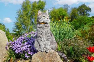 malhado cinzento gato sentado em uma pedra perto Primavera flores dentro a jardim. animais de estimação caminhando ao ar livre aventura. gato fechar acima. a gato parece às a Câmera foto