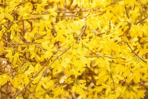 lindo florescendo amarelo árvore dentro Primavera dentro a parque foto