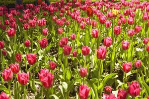 lindo canteiro de flores do tulipas dentro Primavera dentro uma ampla parque foto