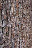 fechar-se do a velho árvore latido. a rude pele do a velho árvore. natural madeira fundo. de madeira textura. foto