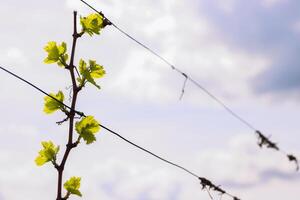 fechar-se Visão do cedo Primavera folhas e brotos crescimento em julius espírita videiras dentro Wuerzburg, Francônia, baviera, Alemanha. bokeh. seletivo foco. cópia de espaço. fundo foto