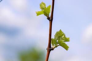 fechar-se Visão do cedo Primavera folhas e brotos crescimento em julius espírita videiras dentro Wuerzburg, Francônia, baviera, Alemanha. bokeh. seletivo foco. cópia de espaço. fundo foto