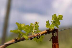 Novo erro e folhas brotando às a começando do Primavera em uma treliçado videira crescendo dentro bordeaux Vinhedo foto